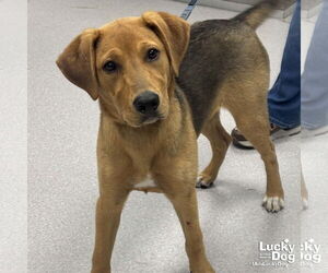Retriever -Unknown Mix Dogs for adoption in Washington, DC, USA