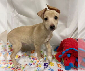 Chihuahua Dogs for adoption in Modesto, CA, USA