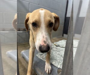 Labrador Retriever-Unknown Mix Dogs for adoption in Evansville, IN, USA