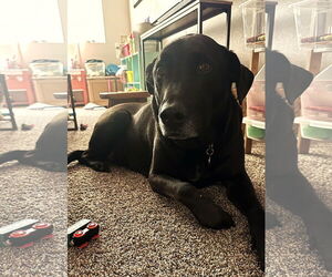 Labrador Retriever Dogs for adoption in San Diego, CA, USA