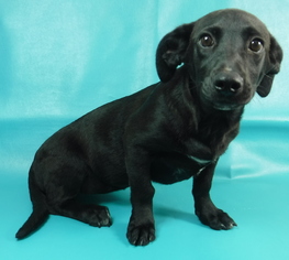 Basset Hound Dogs for adoption in Morton Grove, IL, USA