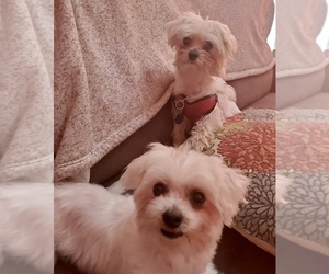 Maltese Dogs for adoption in Chester, NJ, USA