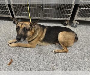 German Shepherd Dog Dogs for adoption in Houston, TX, USA