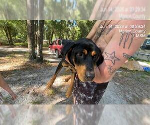 Rottweiler-Unknown Mix Dogs for adoption in Ocala, FL, USA