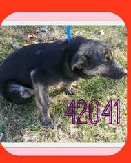 Mutt Dogs for adoption in WAUSEON, OH, USA