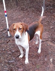 Treeing Walker Coonhound Dogs for adoption in Ellijay, GA, USA