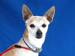 Medium Photo #1 Chihuahua Puppy For Sale in Pasadena, CA, USA