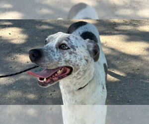 American Pit Bull Terrier-Unknown Mix Dogs for adoption in Calgary, Alberta, Canada