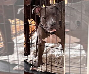 Staffordshire Bull Terrier-Unknown Mix Dogs for adoption in Ogden, UT, USA