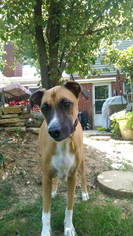 Boxer Dogs for adoption in Cincinnati, OH, USA