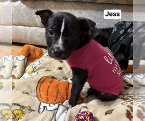 Labrador Retriever-Unknown Mix Dogs for adoption in Spring Lake, NC, USA