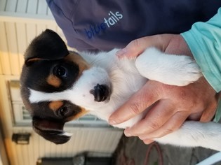 Jack Russell Terrier Dogs for adoption in Marrero, LA, USA