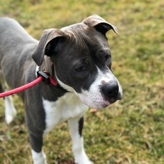 Bulloxer Dogs for adoption in Derwood, MD, USA