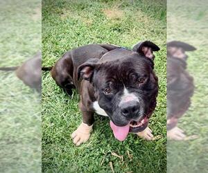 Bulldog-Unknown Mix Dogs for adoption in Lodi, CA, USA