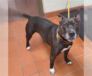 Mutt Dogs for adoption in Camarillo, CA, USA