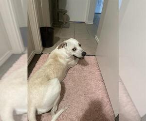 Labrador Retriever Dogs for adoption in San Antonio, TX, USA