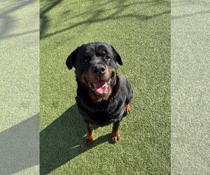 Rottweiler Dogs for adoption in Towson, MD, USA