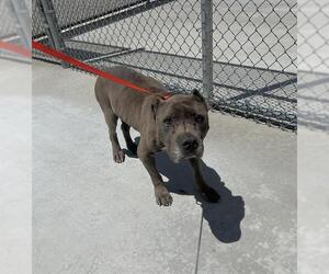 American Pit Bull Terrier-Unknown Mix Dogs for adoption in HESPERIA, CA, USA