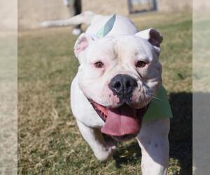 American Bulldog-Unknown Mix Dogs for adoption in San Antonio, TX, USA