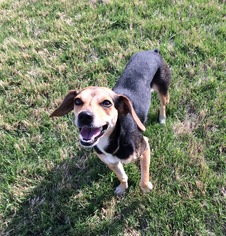 Medium Photo #1 Beagle Puppy For Sale in McKinney, TX, USA