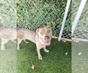 Mutt Dogs for adoption in Rowlett, TX, USA