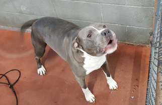 American Pit Bull Terrier-Unknown Mix Dogs for adoption in Spokane, WA, USA