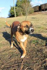 Boxador Dogs for adoption in Erwin , TN, USA