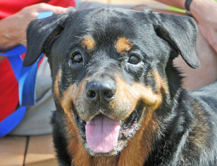 Rottweiler Dogs for adoption in Fernandina Beach, FL, USA