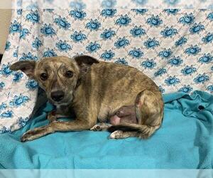 Chihuahua-Unknown Mix Dogs for adoption in Modesto, CA, USA