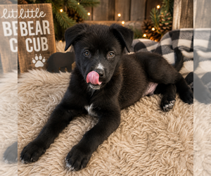 Labrador Retriever-Unknown Mix Dogs for adoption in Dana Point, CA, USA