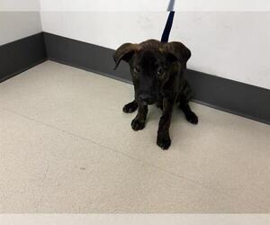 Labrador Retriever-Unknown Mix Dogs for adoption in Corona, CA, USA