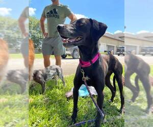 Boxador Dogs for adoption in Groveland, FL, USA