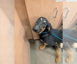Doberman Pinscher-German Shepherd Dog Mix Dogs for adoption in Sacramento, CA, USA