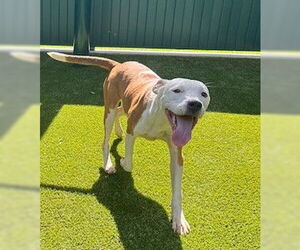 American Staffordshire Terrier-Unknown Mix Dogs for adoption in Tallahassee, FL, USA