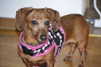 Dachshund Dogs for adoption in Rolling Meadows, IL, USA