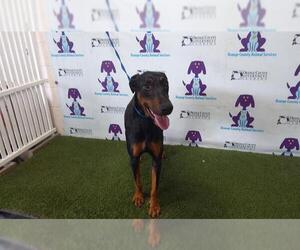 Doberman Pinscher Dogs for adoption in Orlando, FL, USA