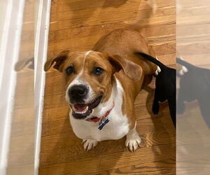 Bagle Hound Dogs for adoption in Springdale, PA, USA