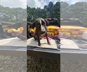 Labrador Retriever-Unknown Mix Dogs for adoption in Corinth, MS, USA