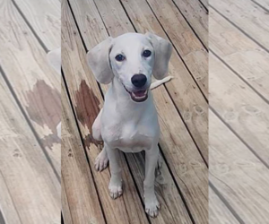 Mutt Dogs for adoption in Murfreesboro, NC, USA