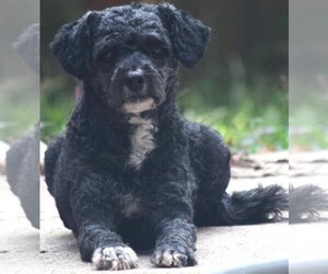 Lhasa-Poo Dogs for adoption in Westminster, MD, USA