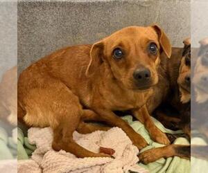 Chihuahua Dogs for adoption in San Antonio, TX, USA