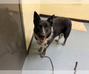 Border Collie-Unknown Mix Dogs for adoption in Denver, CO, USA