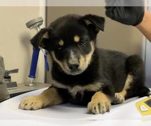 German Shepherd Dog-Unknown Mix Dogs for adoption in Visalia, CA, USA