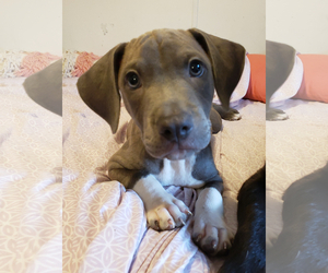 Labmaraner Dogs for adoption in Doylestown, PA, USA