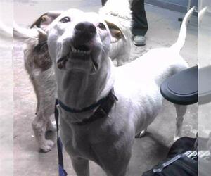 American Staffordshire Terrier-Labrador Retriever Mix Dogs for adoption in Tallahassee, FL, USA