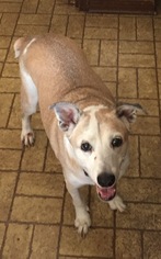 Australian Shepherd-Unknown Mix Dogs for adoption in Jacksonville, FL, USA