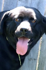 Labrador Retriever Dogs for adoption in Siren, WI, USA