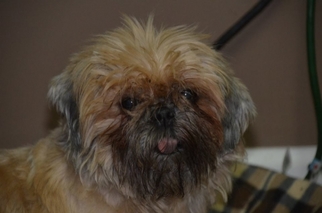 Shih Tzu Dogs for adoption in Athens, AL, USA