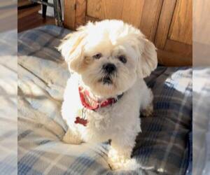 Lhasa Apso Dogs for adoption in Potomac, MD, USA