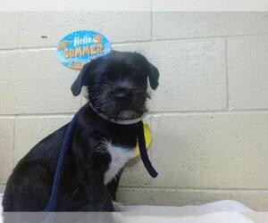 Mutt Dogs for adoption in Downey, CA, USA